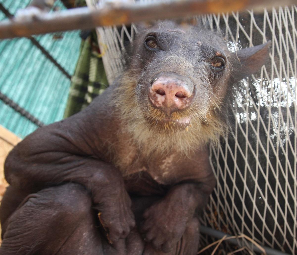 A spectacled bear at the Taricaya reserve in Peru. Animal rehabilitation will be an important part of your volunteer work in the Amazon rainforest for groups.